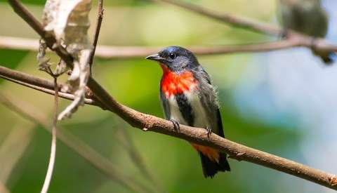 Photo: Daintree Birdwatching